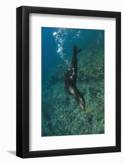 Galapagos Sea Lion Underwater, Galapagos, Ecuador-Pete Oxford-Framed Photographic Print