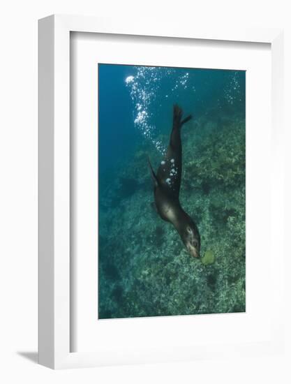 Galapagos Sea Lion Underwater, Galapagos, Ecuador-Pete Oxford-Framed Photographic Print