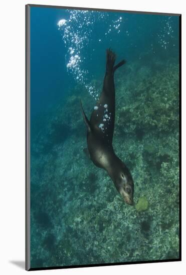Galapagos Sea Lion Underwater, Galapagos, Ecuador-Pete Oxford-Mounted Photographic Print