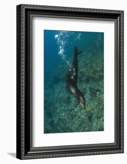 Galapagos Sea Lion Underwater, Galapagos, Ecuador-Pete Oxford-Framed Photographic Print