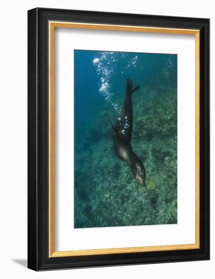 Galapagos Sea Lion Underwater, Galapagos, Ecuador-Pete Oxford-Framed Photographic Print