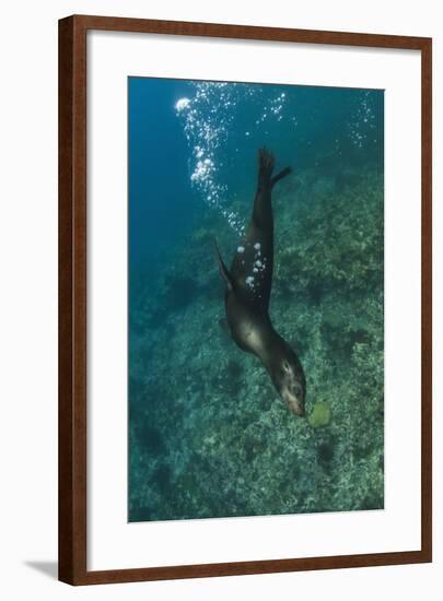 Galapagos Sea Lion Underwater, Galapagos, Ecuador-Pete Oxford-Framed Photographic Print