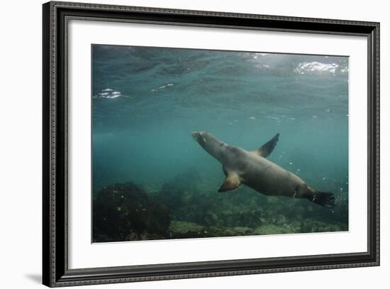 Galapagos Sea Lion Underwater, Galapagos, Ecuador-Pete Oxford-Framed Photographic Print