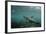 Galapagos Sea Lion Underwater, Galapagos, Ecuador-Pete Oxford-Framed Photographic Print