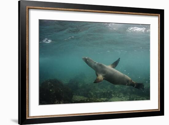 Galapagos Sea Lion Underwater, Galapagos, Ecuador-Pete Oxford-Framed Photographic Print