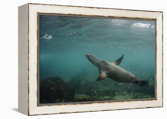 Galapagos Sea Lion Underwater, Galapagos, Ecuador-Pete Oxford-Framed Premier Image Canvas