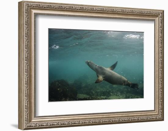 Galapagos Sea Lion Underwater, Galapagos, Ecuador-Pete Oxford-Framed Photographic Print