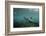 Galapagos Sea Lion Underwater, Galapagos, Ecuador-Pete Oxford-Framed Photographic Print