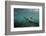 Galapagos Sea Lion Underwater, Galapagos, Ecuador-Pete Oxford-Framed Photographic Print