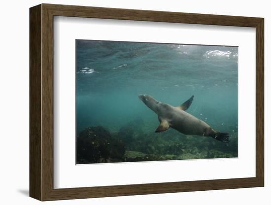 Galapagos Sea Lion Underwater, Galapagos, Ecuador-Pete Oxford-Framed Photographic Print