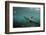 Galapagos Sea Lion Underwater, Galapagos, Ecuador-Pete Oxford-Framed Photographic Print