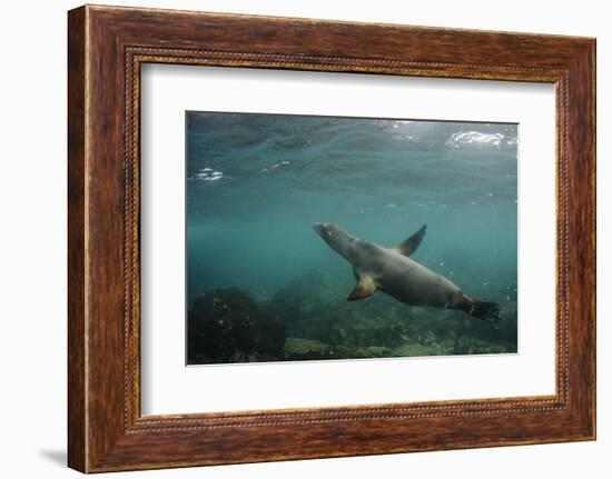 Galapagos Sea Lion Underwater, Galapagos, Ecuador-Pete Oxford-Framed Photographic Print