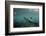 Galapagos Sea Lion Underwater, Galapagos, Ecuador-Pete Oxford-Framed Photographic Print