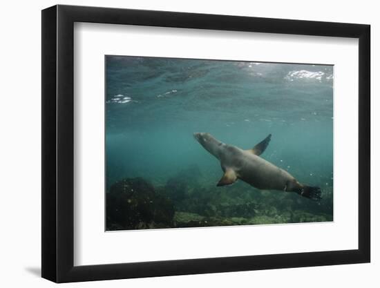 Galapagos Sea Lion Underwater, Galapagos, Ecuador-Pete Oxford-Framed Photographic Print