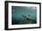 Galapagos Sea Lion Underwater, Galapagos, Ecuador-Pete Oxford-Framed Photographic Print