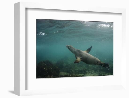 Galapagos Sea Lion Underwater, Galapagos, Ecuador-Pete Oxford-Framed Photographic Print