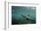 Galapagos Sea Lion Underwater, Galapagos, Ecuador-Pete Oxford-Framed Photographic Print