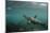 Galapagos Sea Lion Underwater, Galapagos, Ecuador-Pete Oxford-Mounted Photographic Print