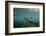 Galapagos Sea Lion Underwater, Galapagos, Ecuador-Pete Oxford-Framed Photographic Print