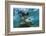 Galapagos Sea Lion Underwater, Galapagos, Ecuador-Pete Oxford-Framed Photographic Print