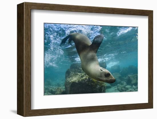 Galapagos Sea Lion Underwater, Galapagos, Ecuador-Pete Oxford-Framed Photographic Print