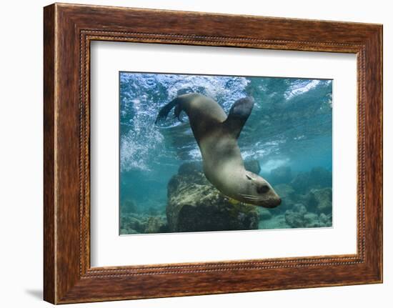 Galapagos Sea Lion Underwater, Galapagos, Ecuador-Pete Oxford-Framed Photographic Print