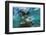 Galapagos Sea Lion Underwater, Galapagos, Ecuador-Pete Oxford-Framed Photographic Print