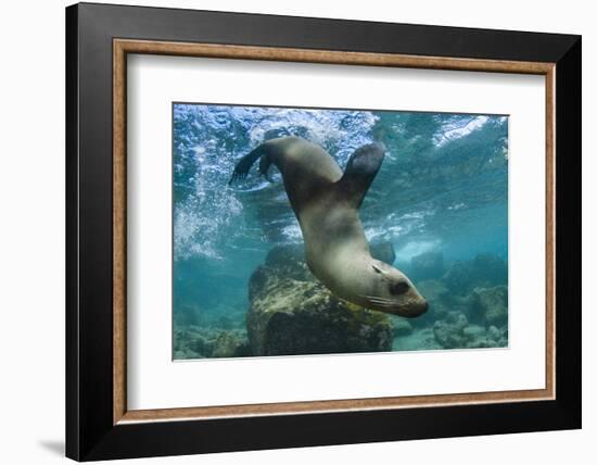 Galapagos Sea Lion Underwater, Galapagos, Ecuador-Pete Oxford-Framed Photographic Print