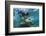 Galapagos Sea Lion Underwater, Galapagos, Ecuador-Pete Oxford-Framed Photographic Print