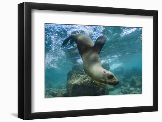 Galapagos Sea Lion Underwater, Galapagos, Ecuador-Pete Oxford-Framed Photographic Print