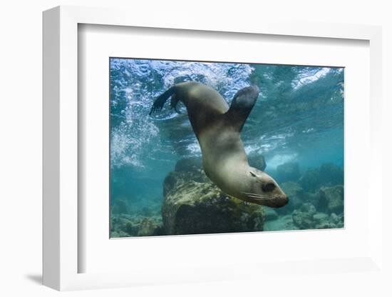 Galapagos Sea Lion Underwater, Galapagos, Ecuador-Pete Oxford-Framed Photographic Print