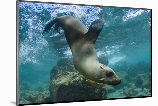 Galapagos Sea Lion Underwater, Galapagos, Ecuador-Pete Oxford-Mounted Photographic Print