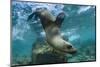 Galapagos Sea Lion Underwater, Galapagos, Ecuador-Pete Oxford-Mounted Photographic Print