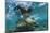 Galapagos Sea Lion Underwater, Galapagos, Ecuador-Pete Oxford-Mounted Photographic Print