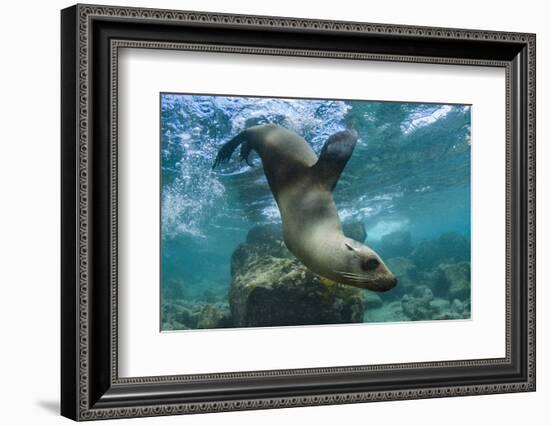 Galapagos Sea Lion Underwater, Galapagos, Ecuador-Pete Oxford-Framed Photographic Print