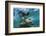 Galapagos Sea Lion Underwater, Galapagos, Ecuador-Pete Oxford-Framed Photographic Print