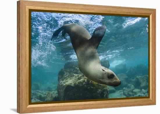 Galapagos Sea Lion Underwater, Galapagos, Ecuador-Pete Oxford-Framed Premier Image Canvas