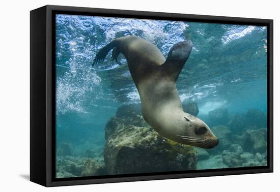 Galapagos Sea Lion Underwater, Galapagos, Ecuador-Pete Oxford-Framed Premier Image Canvas