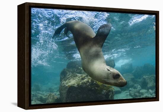 Galapagos Sea Lion Underwater, Galapagos, Ecuador-Pete Oxford-Framed Premier Image Canvas