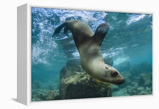 Galapagos Sea Lion Underwater, Galapagos, Ecuador-Pete Oxford-Framed Premier Image Canvas