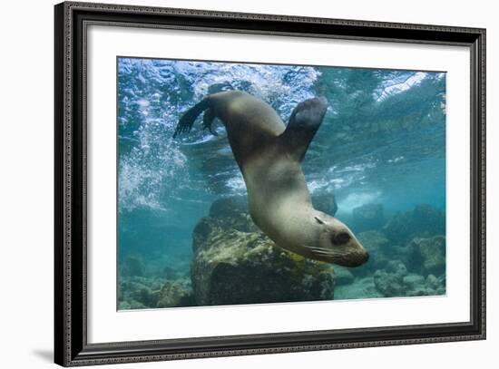 Galapagos Sea Lion Underwater, Galapagos, Ecuador-Pete Oxford-Framed Photographic Print