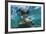 Galapagos Sea Lion Underwater, Galapagos, Ecuador-Pete Oxford-Framed Photographic Print