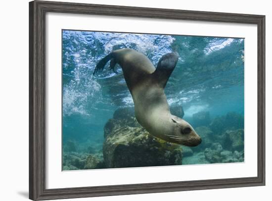 Galapagos Sea Lion Underwater, Galapagos, Ecuador-Pete Oxford-Framed Photographic Print