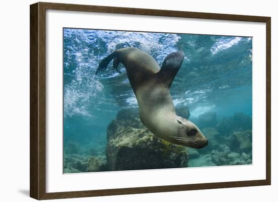 Galapagos Sea Lion Underwater, Galapagos, Ecuador-Pete Oxford-Framed Photographic Print