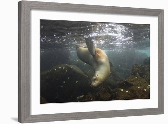 Galapagos Sea Lion Underwater, Galapagos, Ecuador-Pete Oxford-Framed Photographic Print