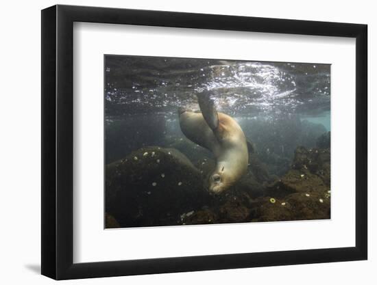 Galapagos Sea Lion Underwater, Galapagos, Ecuador-Pete Oxford-Framed Photographic Print