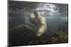 Galapagos Sea Lion Underwater, Galapagos, Ecuador-Pete Oxford-Mounted Photographic Print