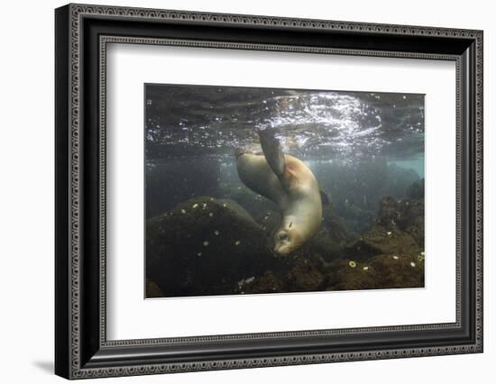 Galapagos Sea Lion Underwater, Galapagos, Ecuador-Pete Oxford-Framed Photographic Print