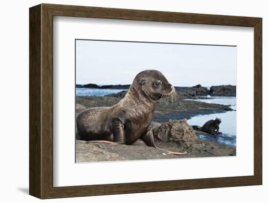 Galapagos Sea Lion (Zalophus Wollebaeki) Baby On Coastal Volcanic Rock. James Bay, Galapagos, June-Tui De Roy-Framed Photographic Print