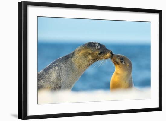 Galapagos Sea Lion (Zalophus Wollebaeki) Mother and Young Touching Noses, Galapagos Islands, May-Ben Hall-Framed Photographic Print